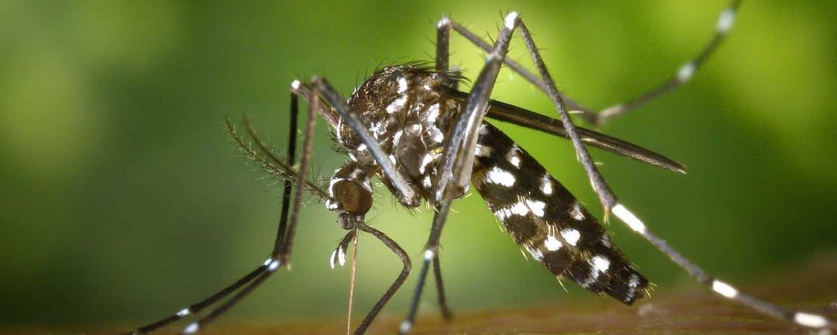 Les moustiques : piqûre d'insectes