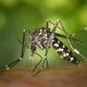 Les moustiques : piqûre d'insectes