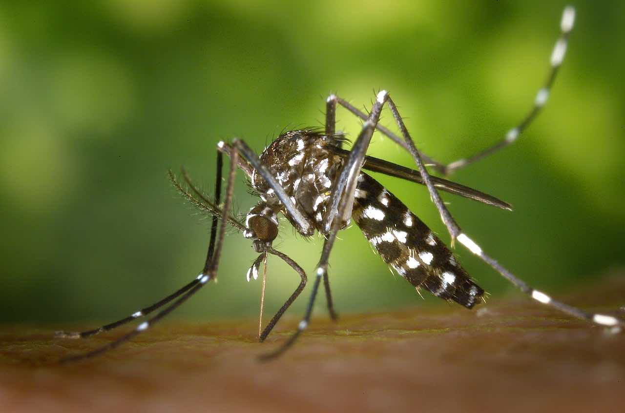 Les moustiques : piqûre d'insectes