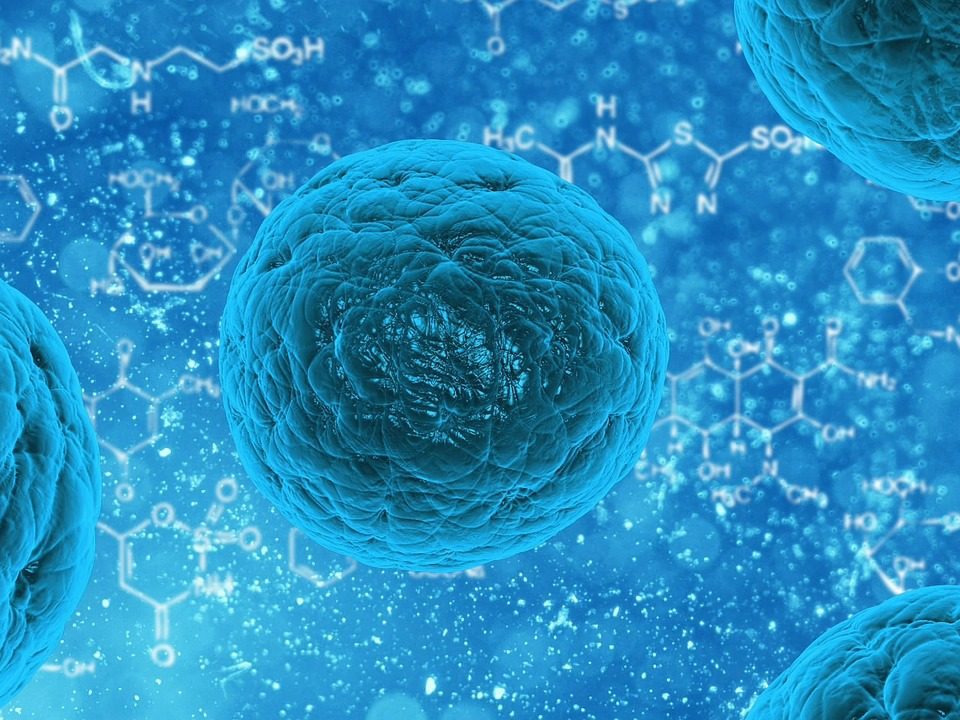 Bactéries et virus présents dans nos intestins