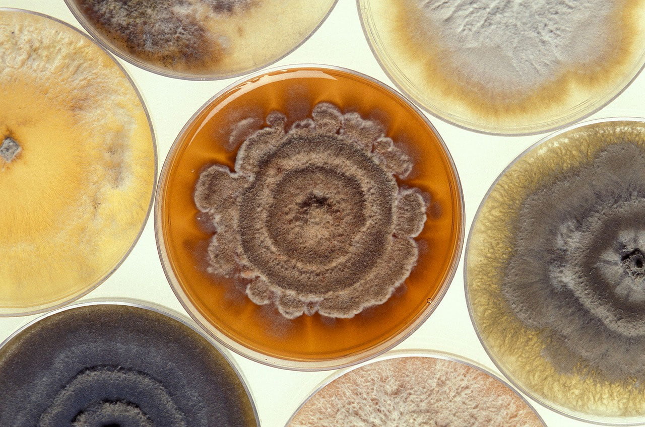 Candida albicans: a pathogenic fungus to know - Doctor Julie Monnoye