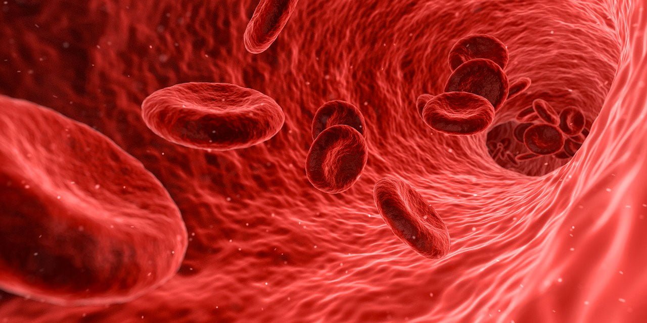 Vie microscopique du sang