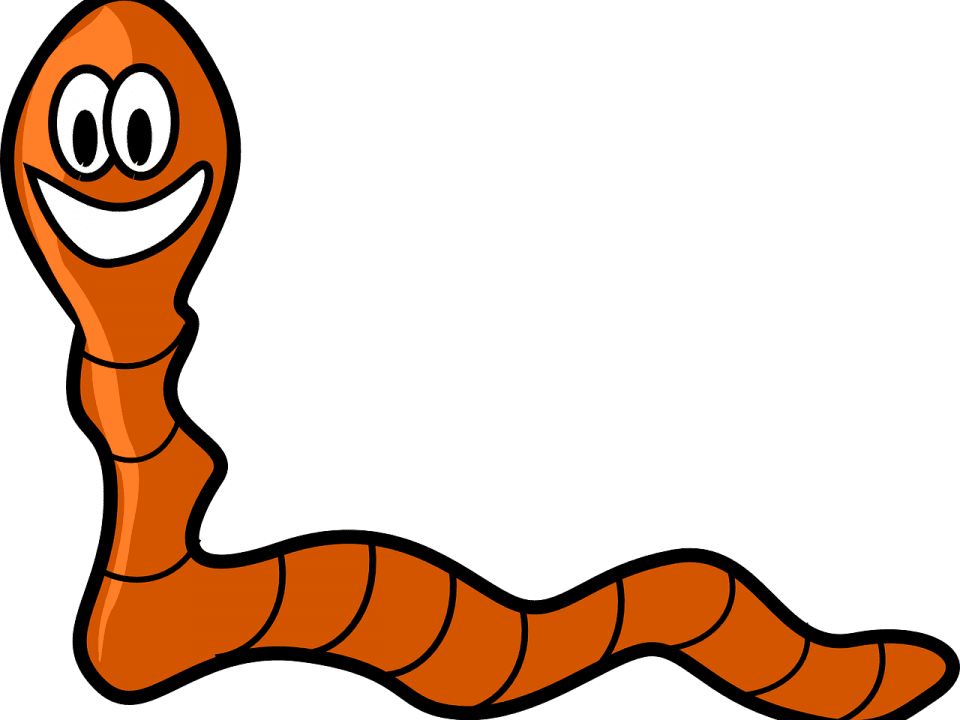 Oxyures-vers-intestinaux