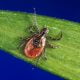 Ixodes_scapularis ou tique