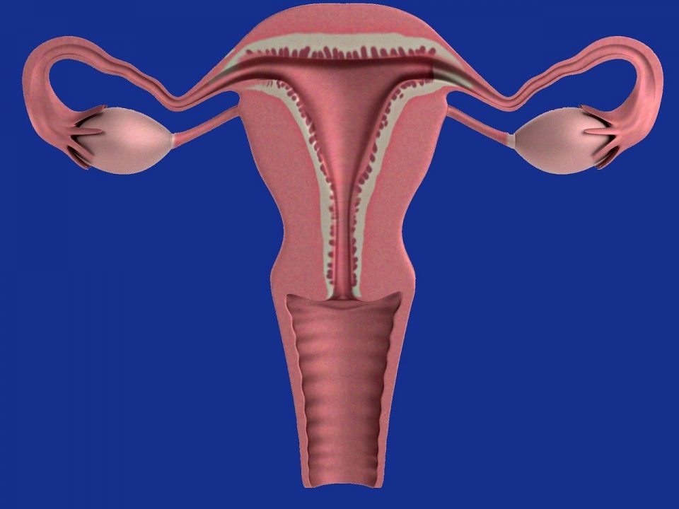 Infographie d'un utérus