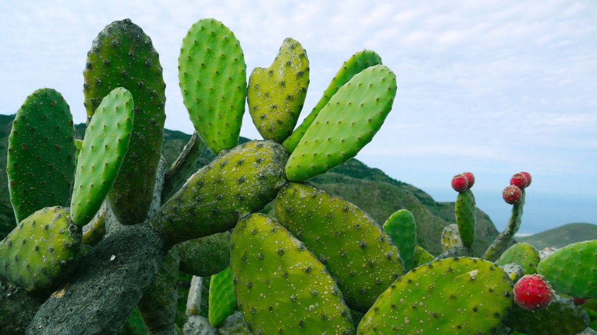 cactus évocant les lésions que provoquent les condylomes