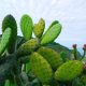cactus évocant les lésions que provoquent les condylomes