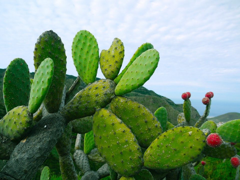 cactus évocant les lésions que provoquent les condylomes