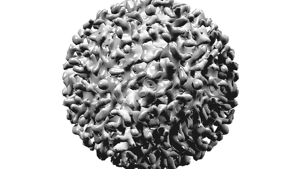 3D du virus de l'Hépatite B