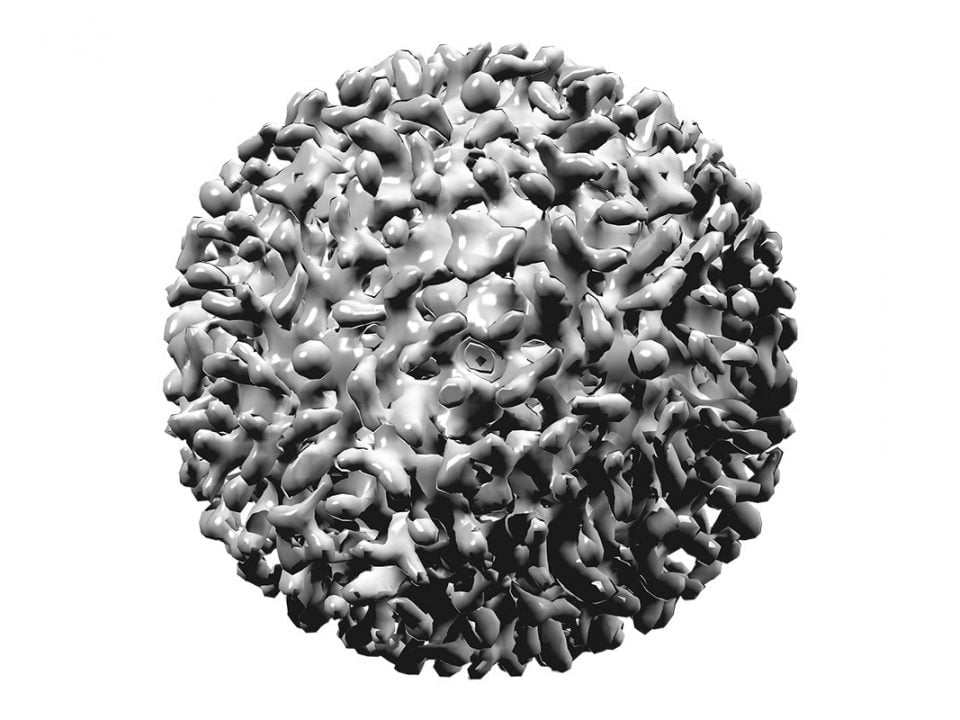 3D du virus de l'Hépatite B