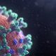 papillomavirus humain