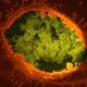 pylori
